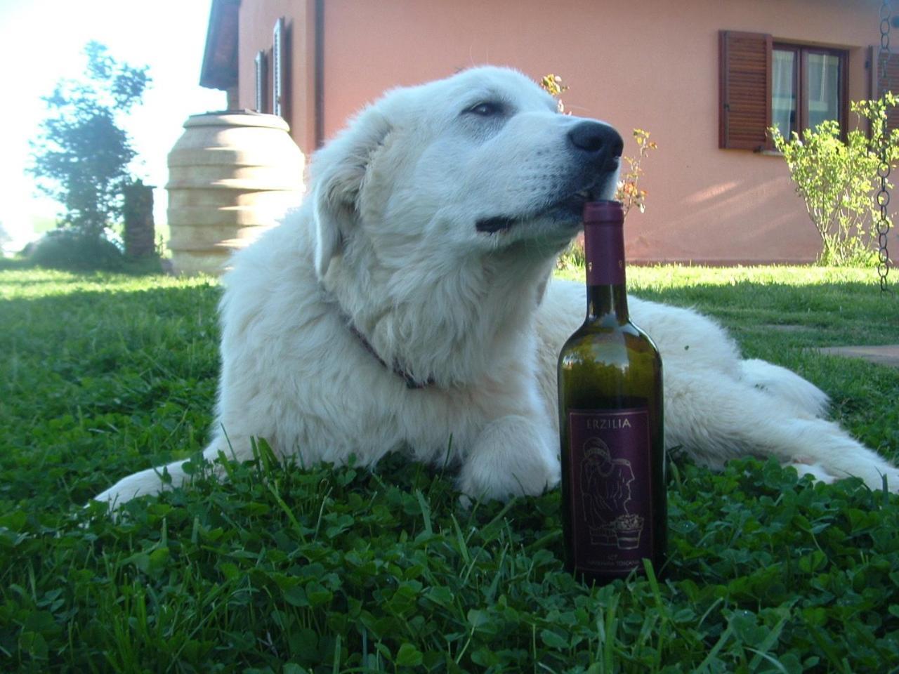 Agriturismo Pian Dei Pini Montiano  Eksteriør bilde