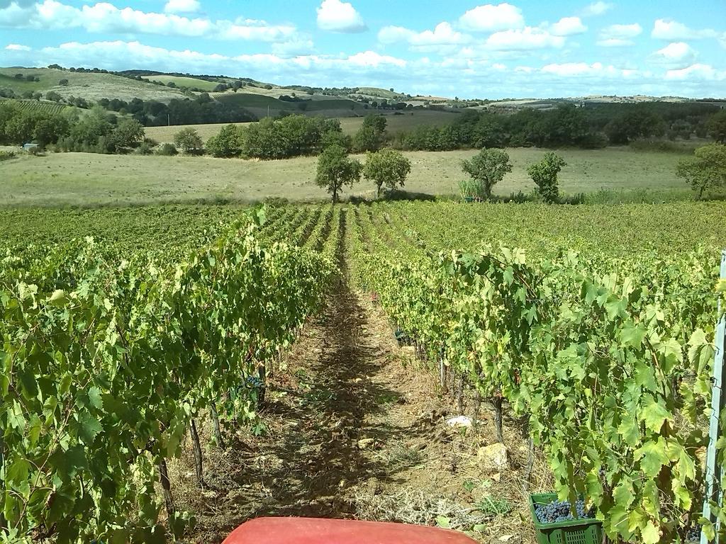 Agriturismo Pian Dei Pini Montiano  Eksteriør bilde